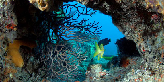 Dive With South Florida Diving Headquarters